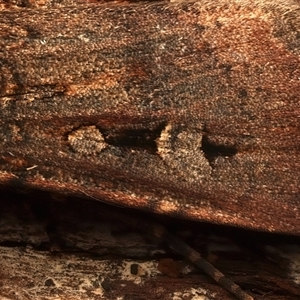 Agrotis infusa at Ainslie, ACT - 18 Jan 2025 06:09 PM