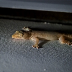 Hemidactylus frenatus at Rosslyn, QLD - 14 Dec 2024 by trevsci