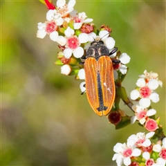 Castiarina erythroptera at Rossi, NSW - 20 Jan 2025 by DPRees125