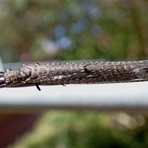 Bandidus canifrons (An Antlion Lacewing) at Chisholm, ACT by RomanSoroka