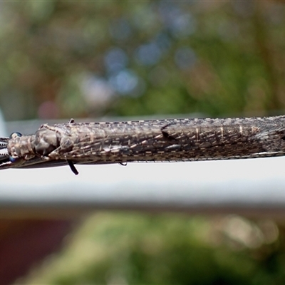 Bandidus canifrons (An Antlion Lacewing) at Chisholm, ACT - 18 Jan 2025 by RomanSoroka