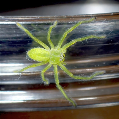 Neosparassus patellatus (Tasmanian Badge Huntsman) at Chisholm, ACT - 19 Jan 2025 by RomanSoroka