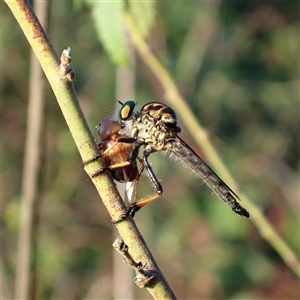 Ommatius coeraebus (a robber fly) at Chisholm, ACT by RomanSoroka