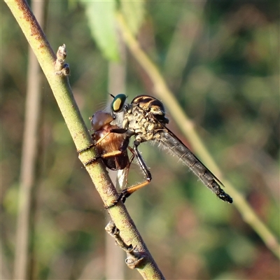 Ommatius coeraebus (a robber fly) at Chisholm, ACT - 19 Jan 2025 by RomanSoroka