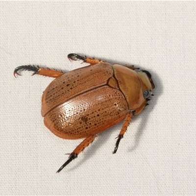 Anoplognathus sp. (genus) (Unidentified Christmas beetle) at Higgins, ACT - 12 Dec 2024 by AlisonMilton