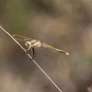 Orthetrum caledonicum (Blue Skimmer) at Hawker, ACT by AlisonMilton