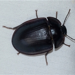 Unidentified Darkling beetle (Tenebrionidae) at Higgins, ACT - 27 Dec 2024 by AlisonMilton