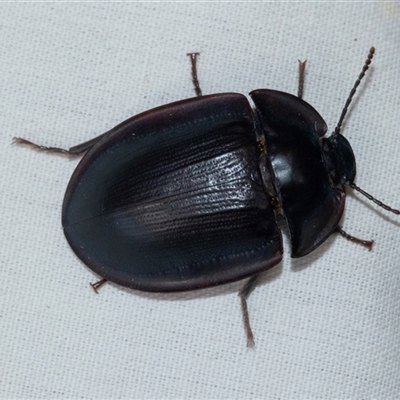 Pterohelaeus piceus (Pie-dish beetle) at Higgins, ACT - 27 Dec 2024 by AlisonMilton