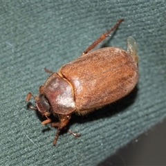 Unidentified Scarab beetle (Scarabaeidae) at Higgins, ACT - 27 Dec 2024 by AlisonMilton