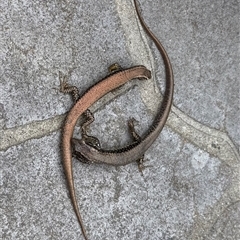 Unidentified Skink at Mogo, NSW - 16 Jan 2025 by PeterA