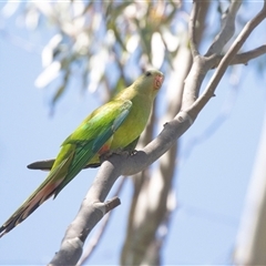 Polytelis swainsonii (Superb Parrot) at Gungahlin, ACT - 12 Dec 2024 by AlisonMilton