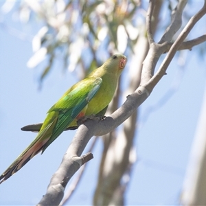 Polytelis swainsonii (Superb Parrot) at Gungahlin, ACT by AlisonMilton