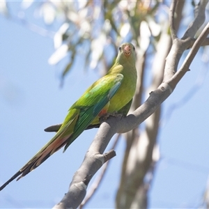 Polytelis swainsonii at Gungahlin, ACT - suppressed