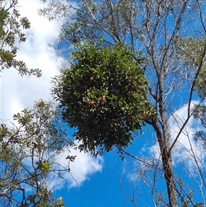 Unidentified Climber or Mistletoe at Copmanhurst, NSW by MazzV