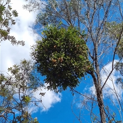 Unidentified Climber or Mistletoe at Copmanhurst, NSW - 22 Oct 2024 by MazzV