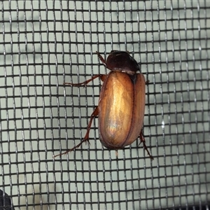 Heteronyx dimidiatus (Dimidiatus scarab beetle) at Higgins, ACT by AlisonMilton