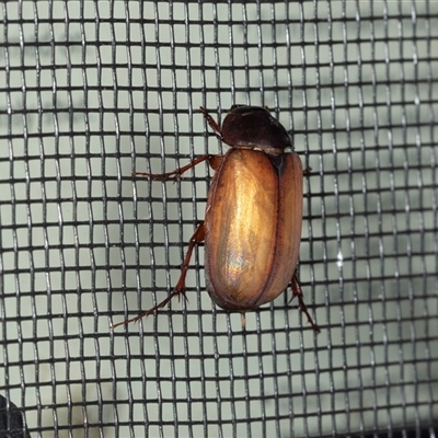 Unidentified Scarab beetle (Scarabaeidae) at Higgins, ACT - 5 Dec 2024 by AlisonMilton