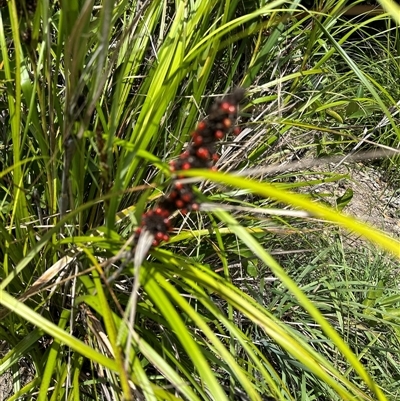 Gahnia aspera at Byron Bay, NSW - 21 Jan 2025 by lbradley