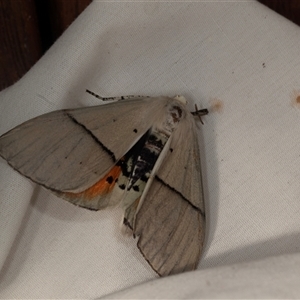 Gastrophora henricaria (Fallen-bark Looper, Beautiful Leaf Moth) at Higgins, ACT by AlisonMilton