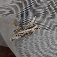 Porela delineata (Lined Porela) at Higgins, ACT - 12 Dec 2024 by AlisonMilton