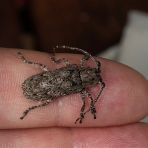 Rhytiphora nodosa at Higgins, ACT - 12 Dec 2024