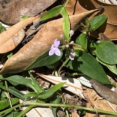 Pseuderanthemum variabile at Byron Bay, NSW - 21 Jan 2025 by lbradley