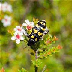 Castiarina octospilota (A Jewel Beetle) at Rossi, NSW - 20 Jan 2025 by DPRees125