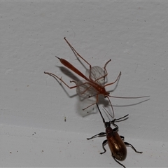 Ichneumonidae (family) (Unidentified ichneumon wasp) at Higgins, ACT - 22 Nov 2024 by AlisonMilton