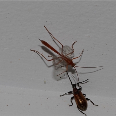 Ichneumonidae (family) (Unidentified ichneumon wasp) at Higgins, ACT - 23 Nov 2024 by AlisonMilton