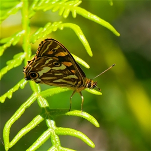 Oreixenica kershawi (Striped Xenica) at Farringdon, NSW by DPRees125