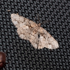 Unplaced externaria (Mahogany Bark Moth (formerly Hypomecis externaria)) at Higgins, ACT - 23 Nov 2024 by AlisonMilton