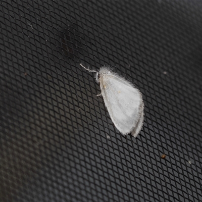 Acyphas chionitis (White Tussock Moth) at Higgins, ACT - 23 Nov 2024 by AlisonMilton