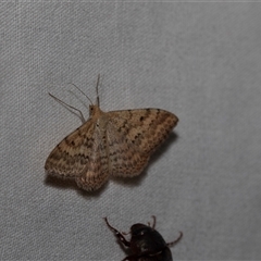 Scopula rubraria (Reddish Wave, Plantain Moth) at Higgins, ACT - 23 Nov 2024 by AlisonMilton