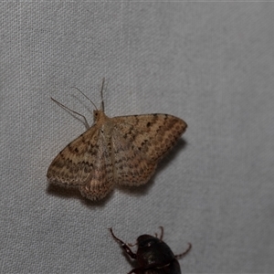 Scopula rubraria (Reddish Wave, Plantain Moth) at Higgins, ACT by AlisonMilton