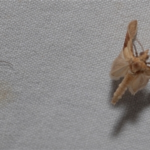 Unidentified Geometer moth (Geometridae) at Higgins, ACT by AlisonMilton