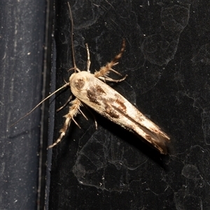 Stathmopoda melanochra at Higgins, ACT - 23 Nov 2024 01:09 AM