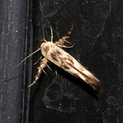 Stathmopoda melanochra (An Oecophorid moth (Eriococcus caterpillar)) at Higgins, ACT - 23 Nov 2024 by AlisonMilton