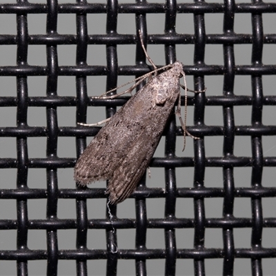 Heteromicta pachytera (Galleriinae subfamily moth) at Higgins, ACT - 23 Nov 2024 by AlisonMilton