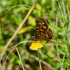 Oreixenica kershawi (Striped Xenica) at Farringdon, NSW - 20 Jan 2025 by DPRees125