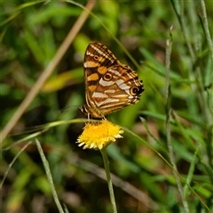 Oreixenica kershawi at Farringdon, NSW - 20 Jan 2025