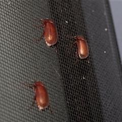 Sericesthis nigrolineata (Dusky pasture scarab) at Higgins, ACT - 22 Nov 2024 by AlisonMilton