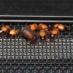 Phyllotocus macleayi (Nectar scarab) at Higgins, ACT - 23 Nov 2024 by AlisonMilton