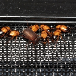 Phyllotocus macleayi (Nectar scarab) at Higgins, ACT by AlisonMilton