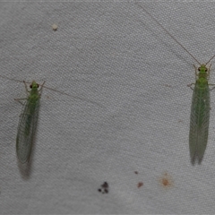 Mallada signatus (Green Lacewing) at Higgins, ACT - 23 Nov 2024 by AlisonMilton