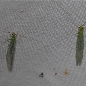 Mallada signatus (Green Lacewing) at Higgins, ACT by AlisonMilton