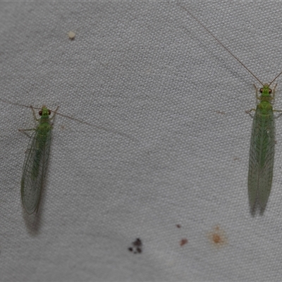 Mallada signatus (Green Lacewing) at Higgins, ACT - 22 Nov 2024 by AlisonMilton