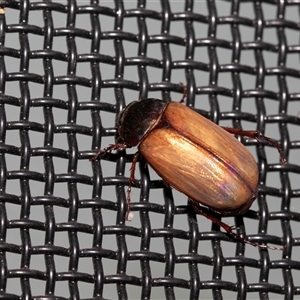 Heteronyx dimidiatus (Dimidiatus scarab beetle) at Higgins, ACT by AlisonMilton