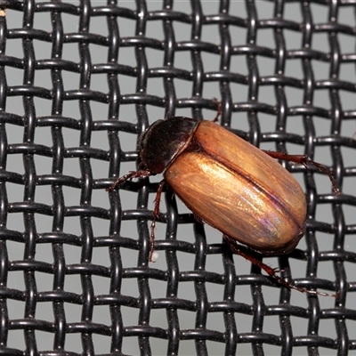 Heteronyx dimidiatus (Dimidiatus scarab beetle) at Higgins, ACT - 22 Nov 2024 by AlisonMilton