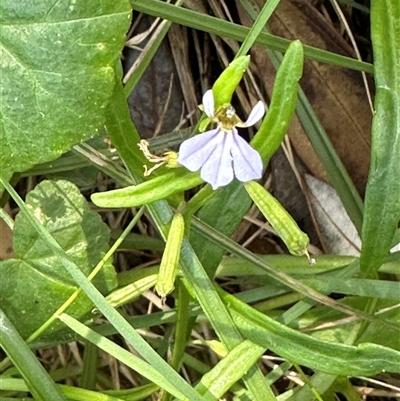 Lobelia anceps at Byron Bay, NSW - 21 Jan 2025 by lbradley