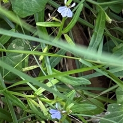 Lobelia anceps at Byron Bay, NSW - 21 Jan 2025 11:54 AM